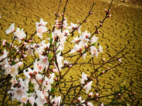 桃花灿烂