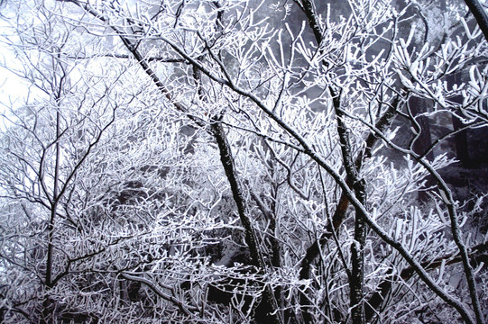 大雪压枝