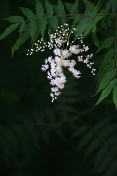 植物