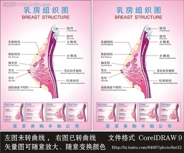 乳房组织图