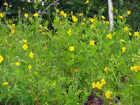 野生植物 土黄连