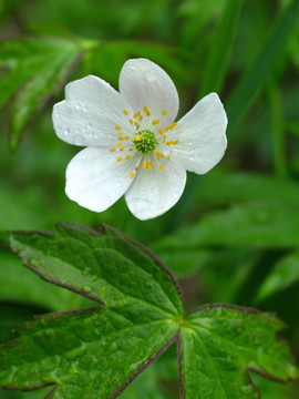 野生花卉 土黄芩