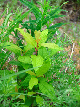 野生植物 柳叶绣线菊