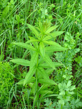 野生植物 轮叶婆婆纳