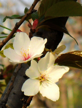 杂树生花