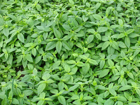 野生植物 鼬瓣花