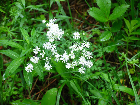 野生植物 瓣蕊唐松草