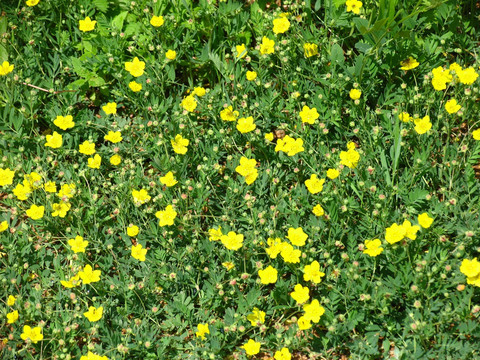 野生植物 光叉叶委陵菜