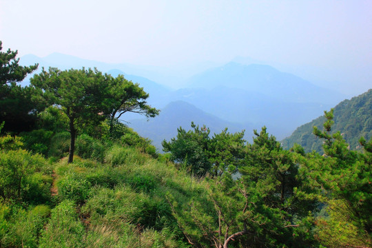 泰山青松