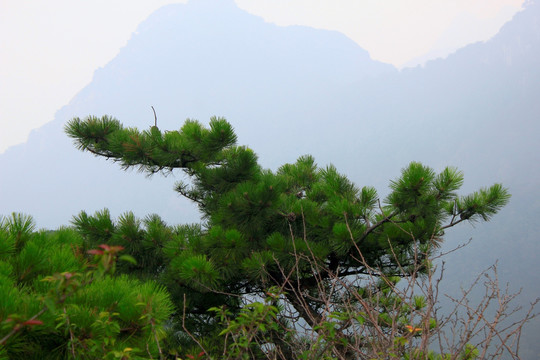 泰山青松