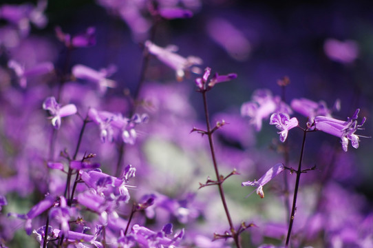 遍地紫色花开
