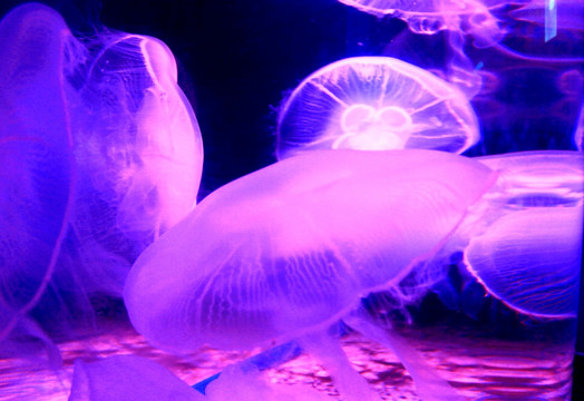 水母