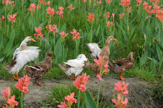 鲜花丛中的鸭子