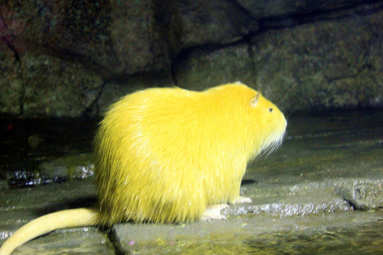 海狸鼠