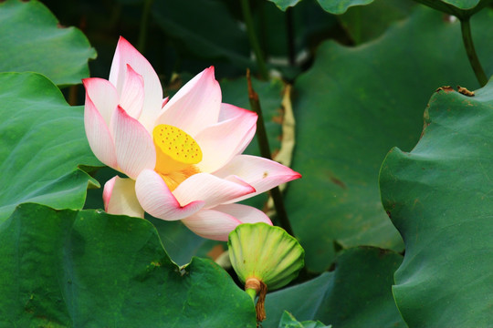 荷花