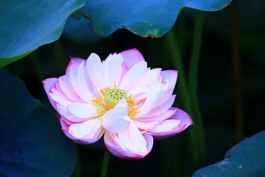 荷花