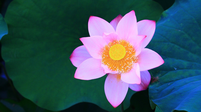 荷花