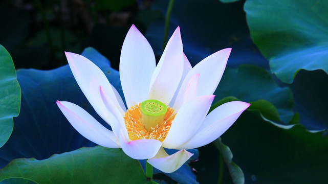 荷花