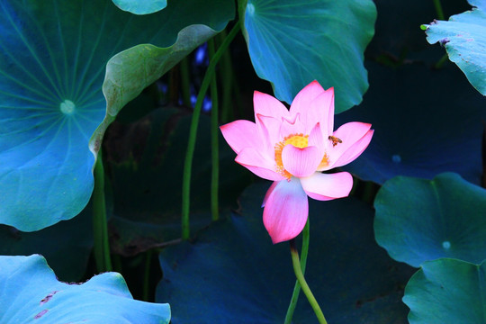 荷花