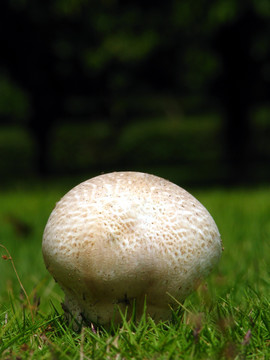 天然野蘑菇