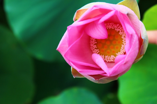荷花