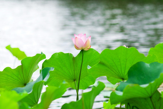 荷花
