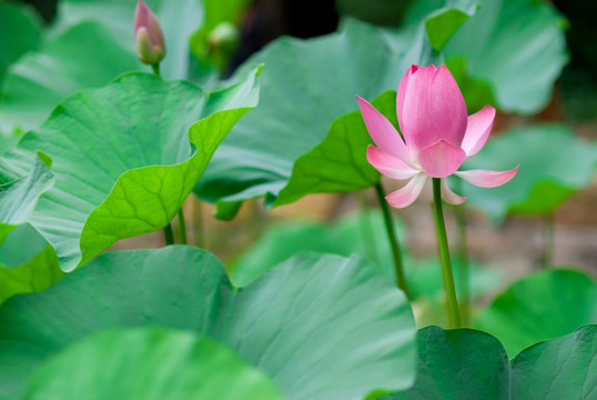 荷花