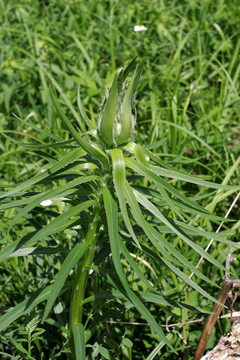 大兴安岭野生植物 百合