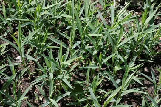 大兴安岭野生植物 柳兰