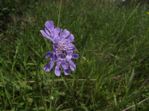 紫色野花 紫色花 野花