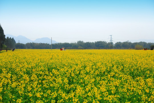 油菜花