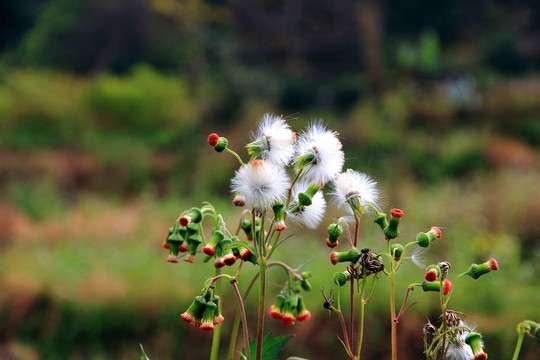 小白花