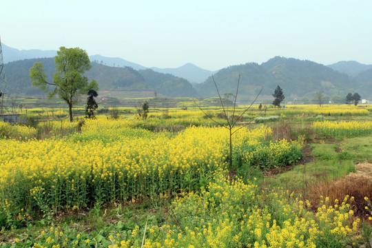 油菜花
