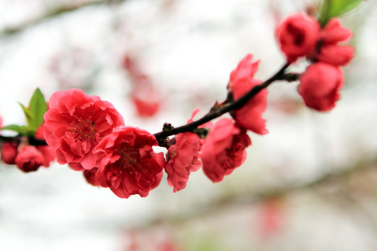 樱花
