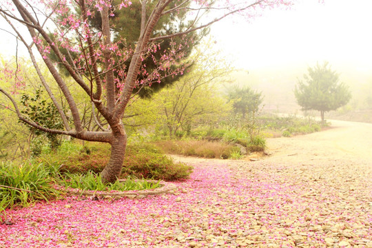 樱花