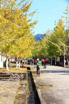银杏树