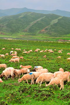 青海草原羊群