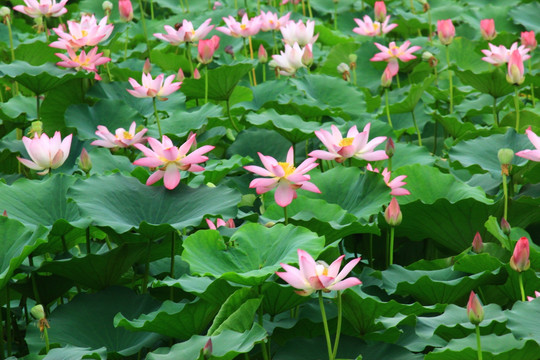 淮阳龙湖