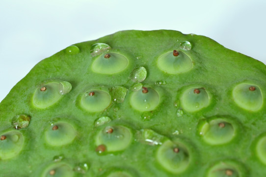 莲蓬水珠