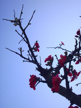 木棉花