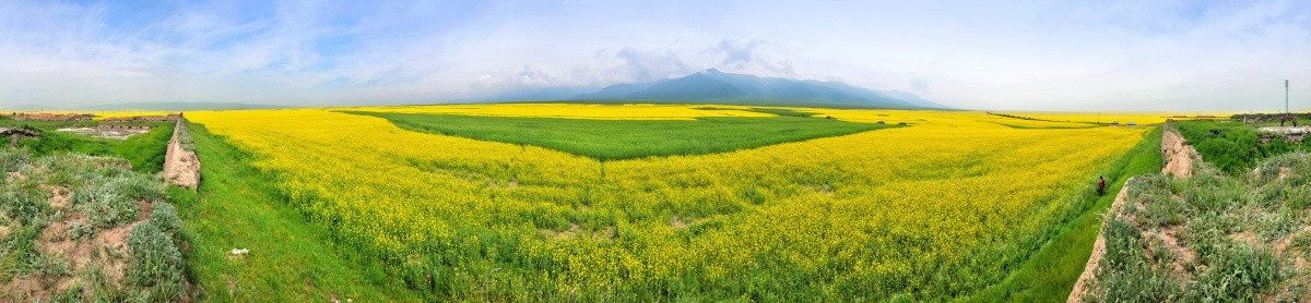 青海门源油菜花360度