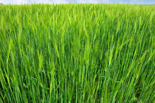 高原青稞 小麦