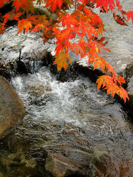 红叶与溪流