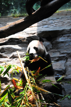 国宝 大熊猫
