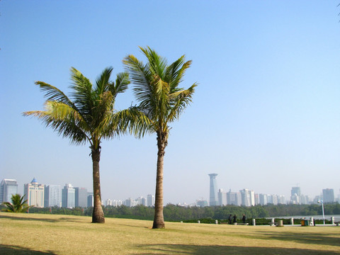 深圳红树林海岸