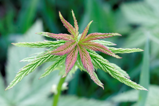 大兴安岭野生植物 蚊子草