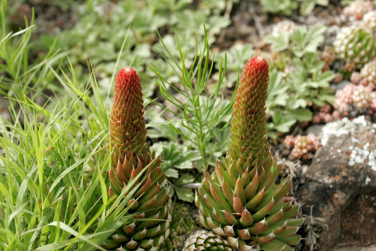 大兴安岭野生植物 瓦松