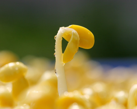 黄豆芽