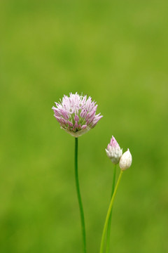 大兴安岭野生植物 野韭菜