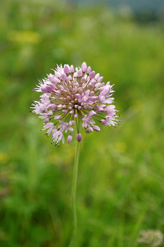 大兴安岭野生植物 野韭菜